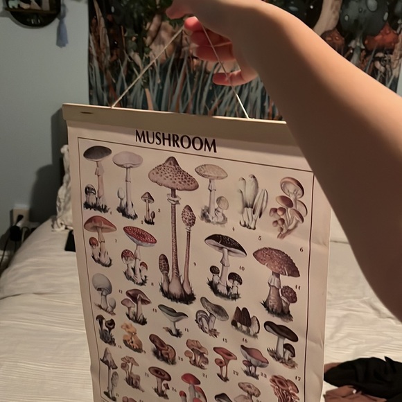 Mushroom poster - Picture 3 of 3